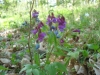 Hrachor-jarní-Lathyrus-vernus