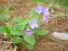 Plicník-lékařský-Pulmonaria-officinalis