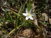 Sasanka hajní (Anemone nemorosa)