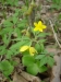 Sasanka-pryskyřníkovitá-Anemone-rannunculoides