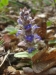 Zběhovec-plazivý-Ajuga-reptans